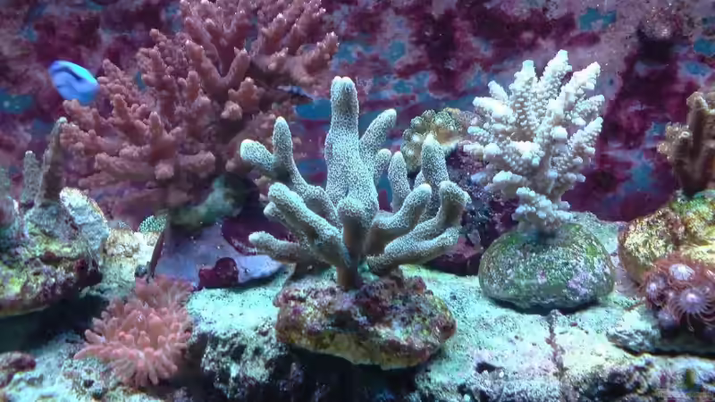 Pflanzen im Aquarium Becken 9928 von der Preusse (5)