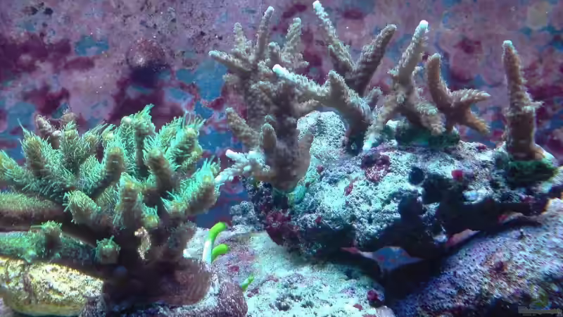 Pflanzen im Aquarium Becken 9928 von der Preusse (6)