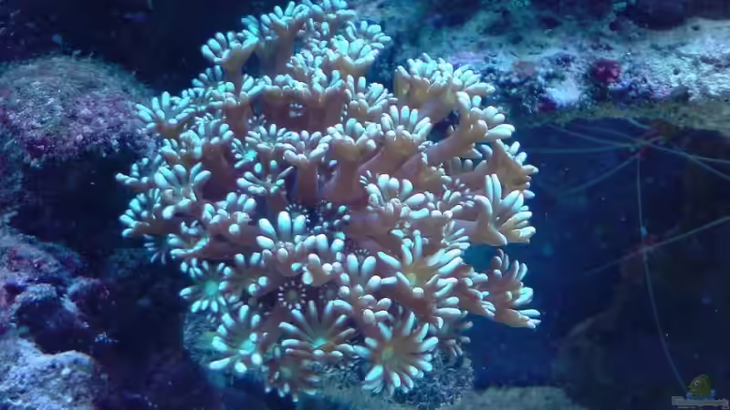 Pflanzen im Aquarium Becken 9928 von der Preusse (7)