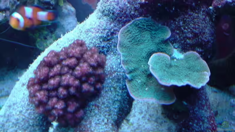 Pflanzen im Aquarium Becken 9928 von der Preusse (8)