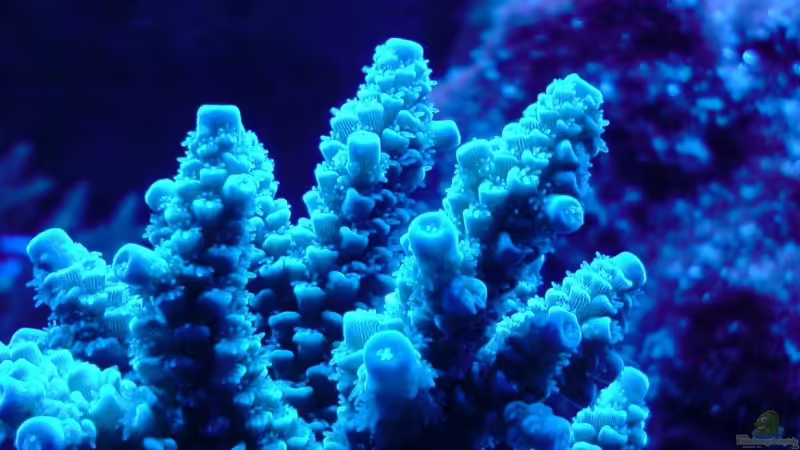 Pflanzen im Aquarium Becken 9928 von der Preusse (9)