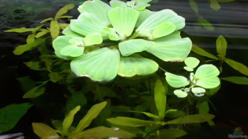 Pflanzen im Aquarium Becken 9930 von To Be (6)