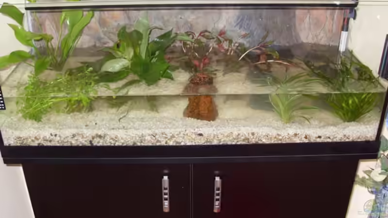 Pflanzen im Aquarium Becken 9940 von Sven Delbederis (3)