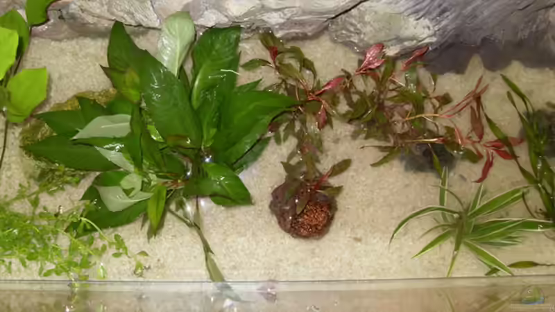 Pflanzen im Aquarium Becken 9940 von Sven Delbederis (4)