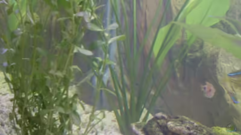 Pflanzen im Aquarium Becken 9940 von Sven Delbederis (6)