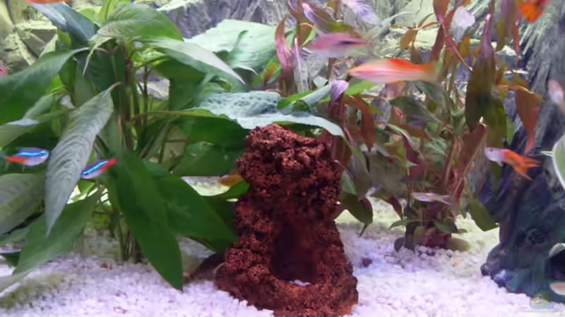 Pflanzen im Aquarium Becken 9940 von Sven Delbederis (8)