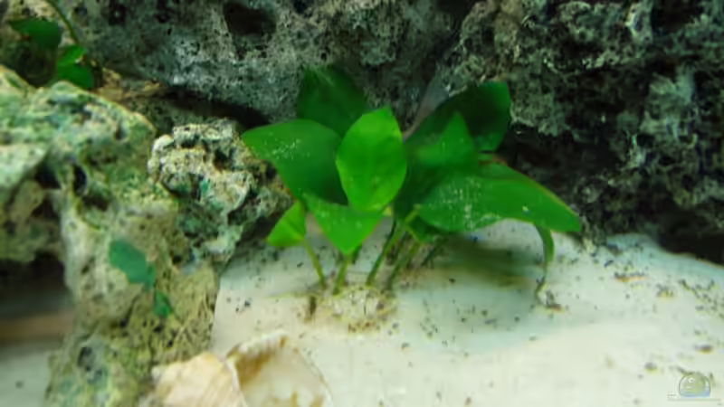 Pflanzen im Aquarium Becken 9947 von Benjamin Heinemeyer (3)