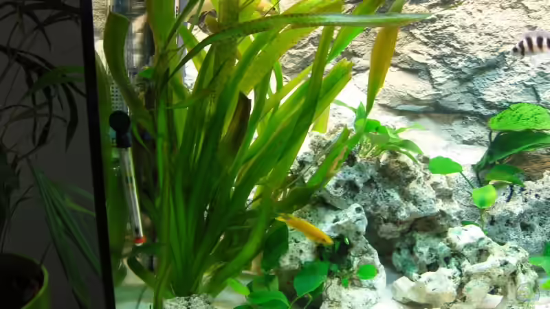 Pflanzen im Aquarium Becken 9947 von Benjamin Heinemeyer (4)