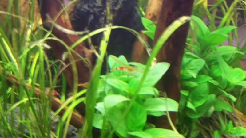 Pflanzen im Aquarium Becken 9962 von Dani B (8)