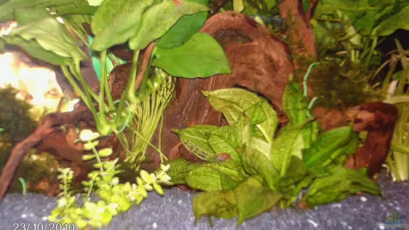 Pflanzen im Aquarium Becken für Wirbellose von andies10 (2)