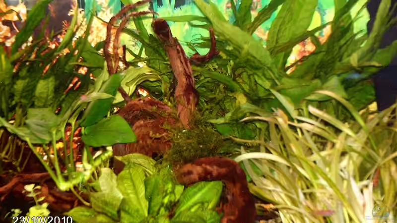 Pflanzen im Aquarium Becken für Wirbellose von andies10 (4)