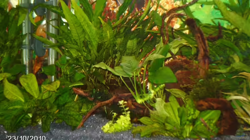 Pflanzen im Aquarium Becken für Wirbellose von andies10 (5)