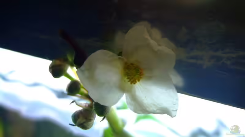 Pflanzen im Aquarium Becken mit Mikrogeophagus ramirezi von Kuller (2)