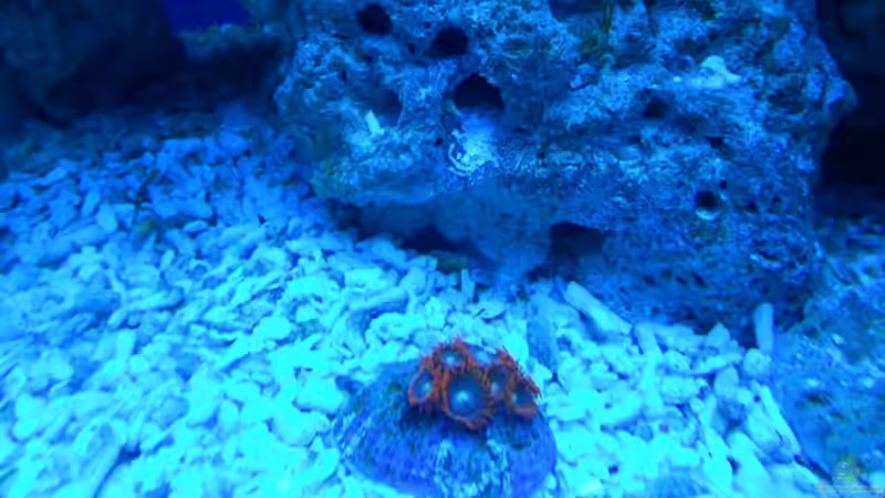 Pflanzen im Aquarium Becken von Dennis Rienecker (10)