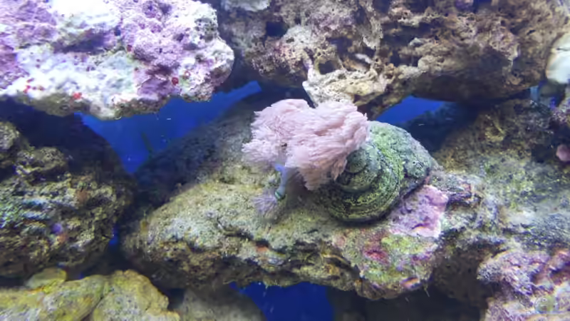 Pflanzen im Aquarium Becken von Dennis Rienecker (11)