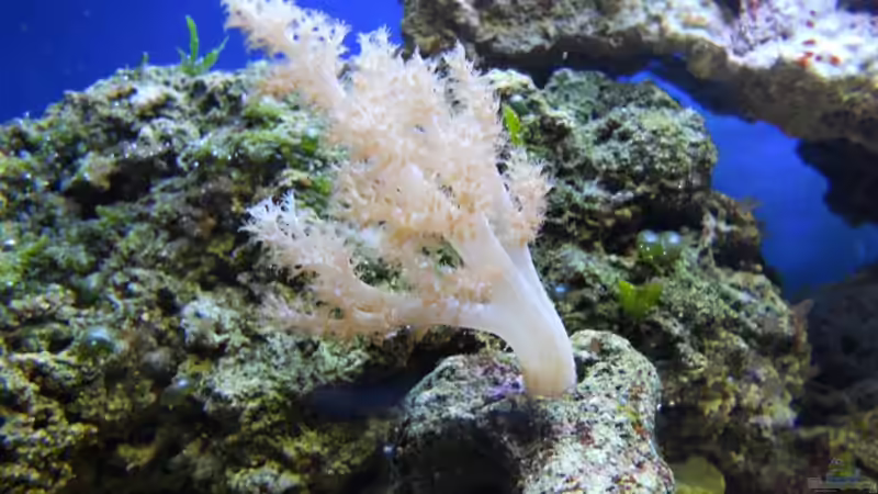 Pflanzen im Aquarium Becken von Dennis Rienecker (12)