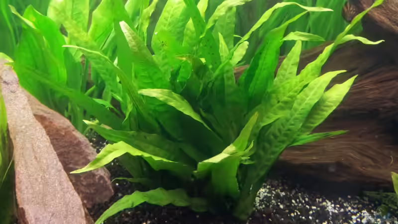 Pflanzen im Aquarium Becken WAMA von Krolig (4)