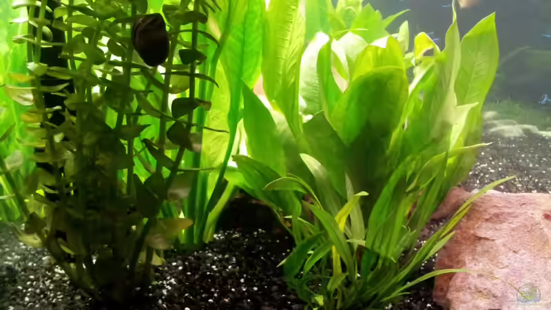 Pflanzen im Aquarium Becken WAMA von Krolig (5)