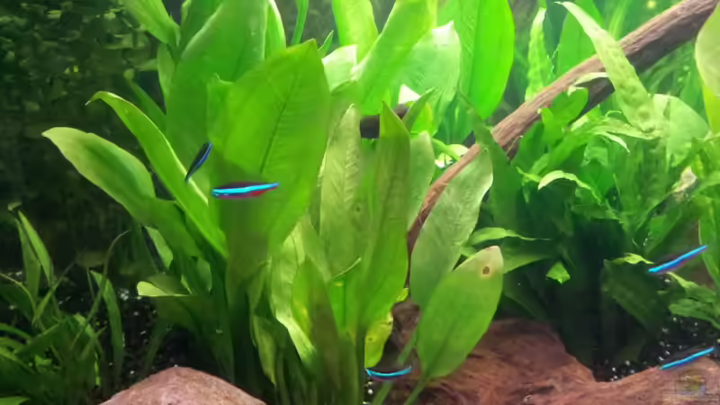 Pflanzen im Aquarium Becken WAMA von Krolig (6)