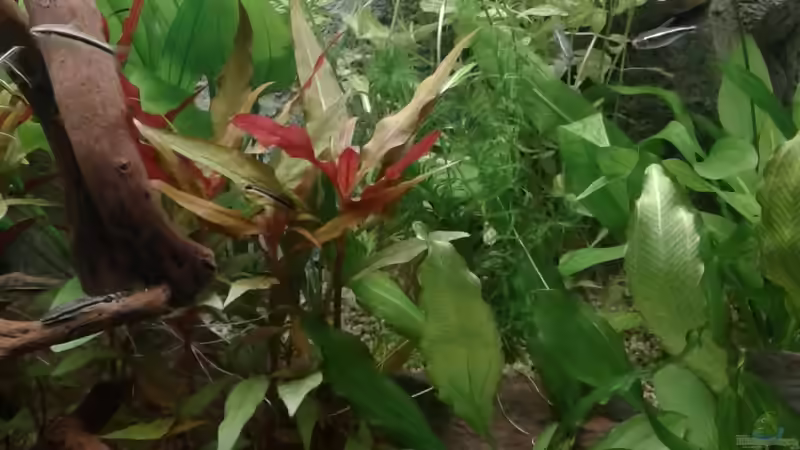 Pflanzen im Aquarium Becken1 von wasserträger (5)