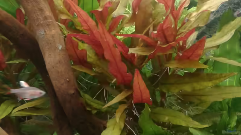 Pflanzen im Aquarium Becken1 von wasserträger (6)