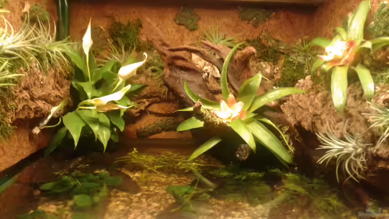 Pflanzen im Aquarium Becken2 von wasserträger (4)