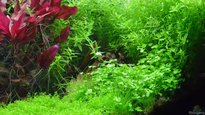 Pflanzen im Aquarium Bee Home von Silvi (6)