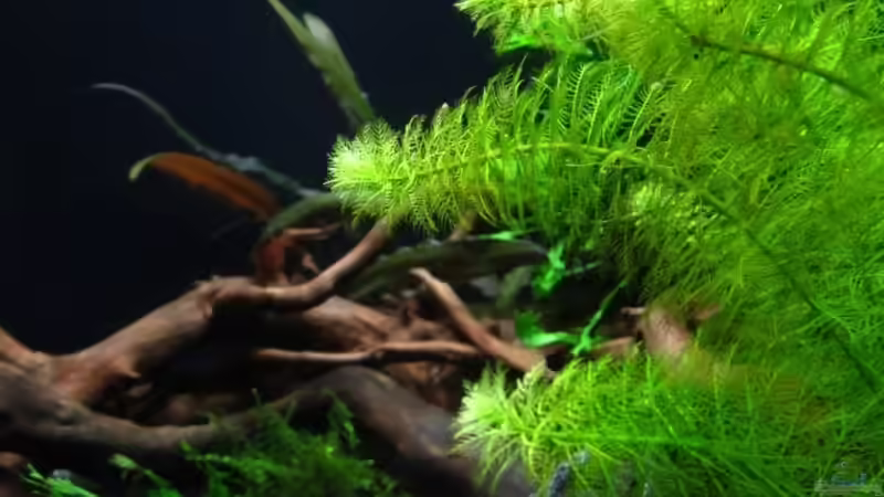 Pflanzen im Aquarium Bee Tank - Nur noch als Beispiel von Julien Preuß (10)