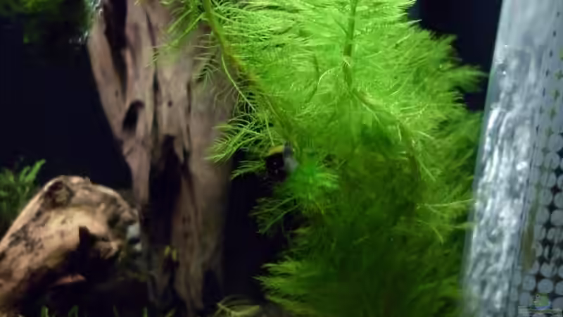 Pflanzen im Aquarium Bee Tank - Nur noch als Beispiel von Julien Preuß (8)