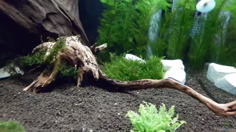 Pflanzen im Aquarium Bee Tank - Nur noch als Beispiel von Julien Preuß (9)