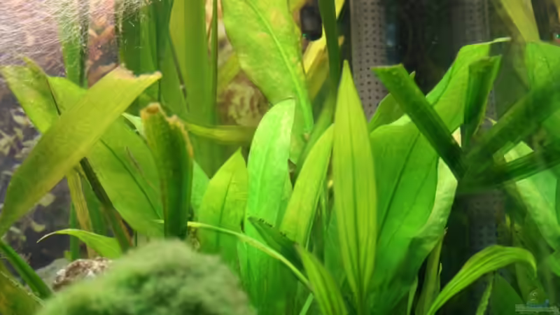 Pflanzen im Aquarium Bernd`s Pfütze von boandlkramer77 (10)