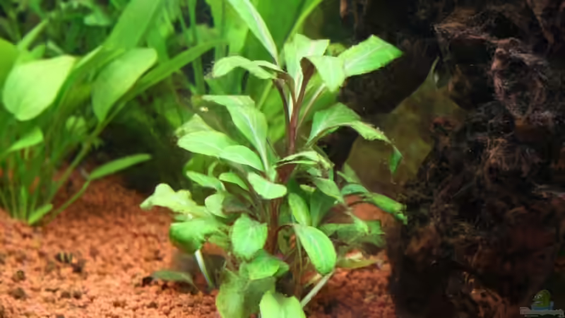 Pflanzen im Aquarium Bernd`s Pfütze von boandlkramer77 (7)