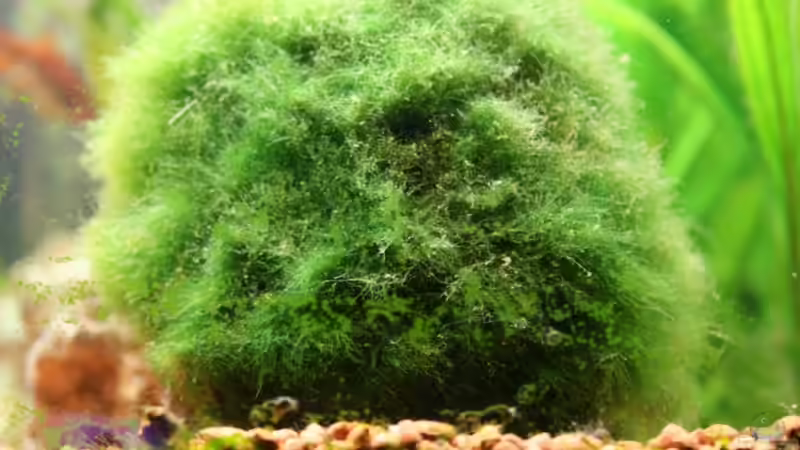 Pflanzen im Aquarium Bernd`s Pfütze von boandlkramer77 (8)