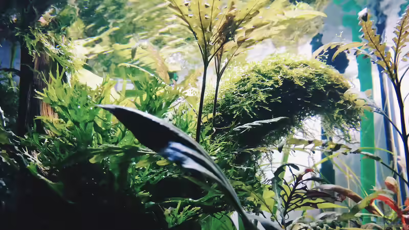 Pflanzen im Aquarium Beton und Holz von Chris_R. (23)