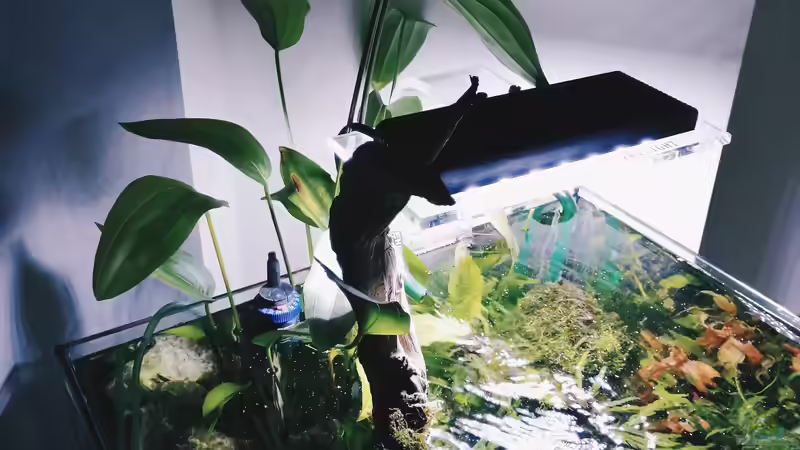 Pflanzen im Aquarium Beton und Holz von Chris_R. (25)