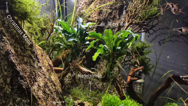 Pflanzen im Aquarium Beton und Holz von Chris_R. (26)