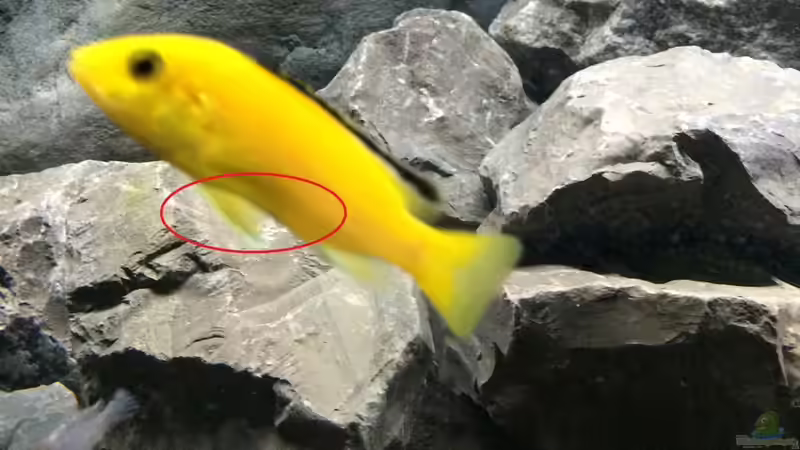 Pflanzen im Aquarium Betrieb 71336 Malawi von Tobias.Neher (27)