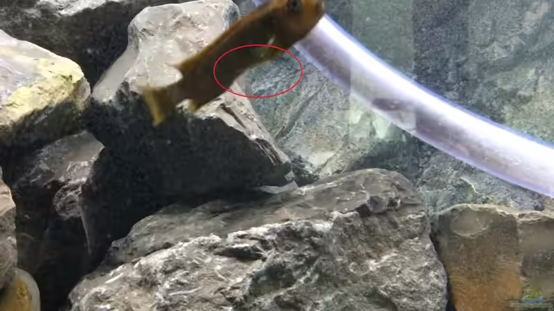 Pflanzen im Aquarium Betrieb 71336 Malawi von Tobias.Neher (29)