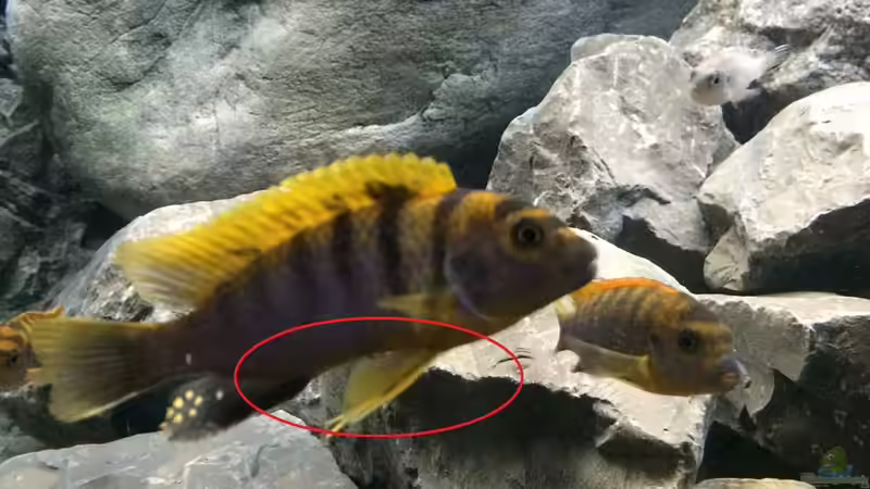 Pflanzen im Aquarium Betrieb 71336 Malawi von Tobias.Neher (30)