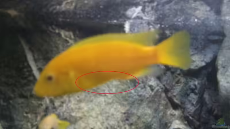 Pflanzen im Aquarium Betrieb 71336 Malawi von Tobias.Neher (31)