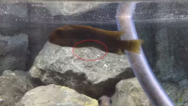 Pflanzen im Aquarium Betrieb 71336 Malawi von Tobias.Neher (32)