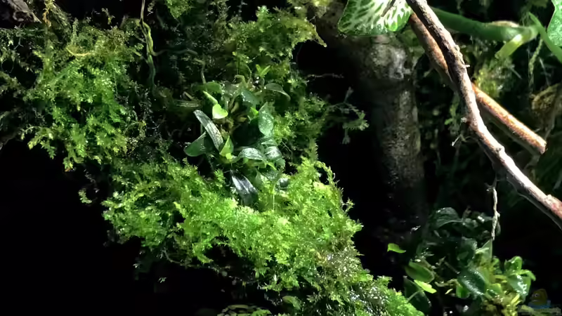 Pflanzen im Aquarium Betta Macrostoma „Paludarium“ von Jaenu00 (14)