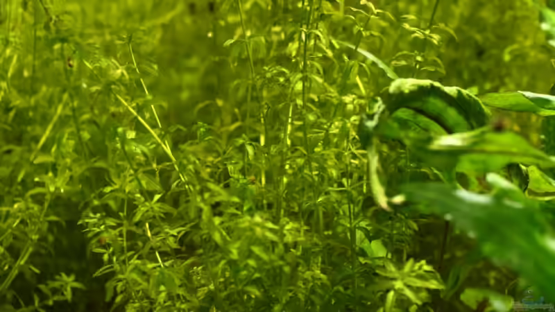 Pflanzen im Aquarium Biber von Andrea Rüter (5)