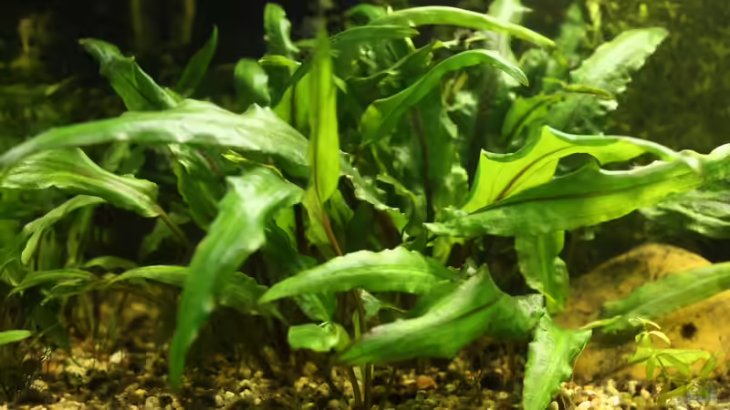 Pflanzen im Aquarium Biber von Andrea Rüter (6)