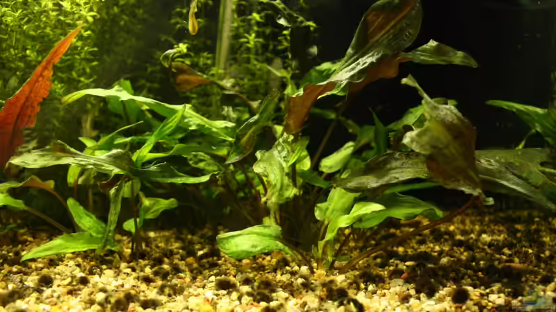 Pflanzen im Aquarium Biber von Andrea Rüter (7)