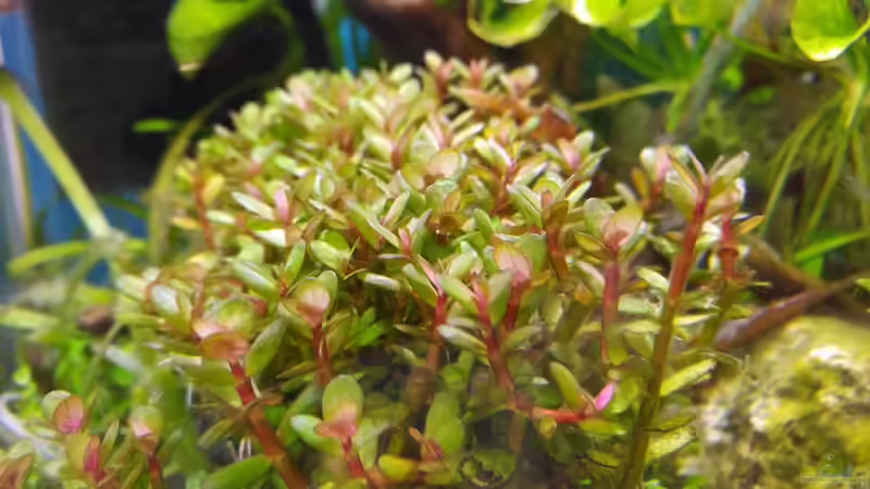 Pflanzen im Aquarium Bienenversteck -nur noch als Beispiel- von aquariumwelt (4)