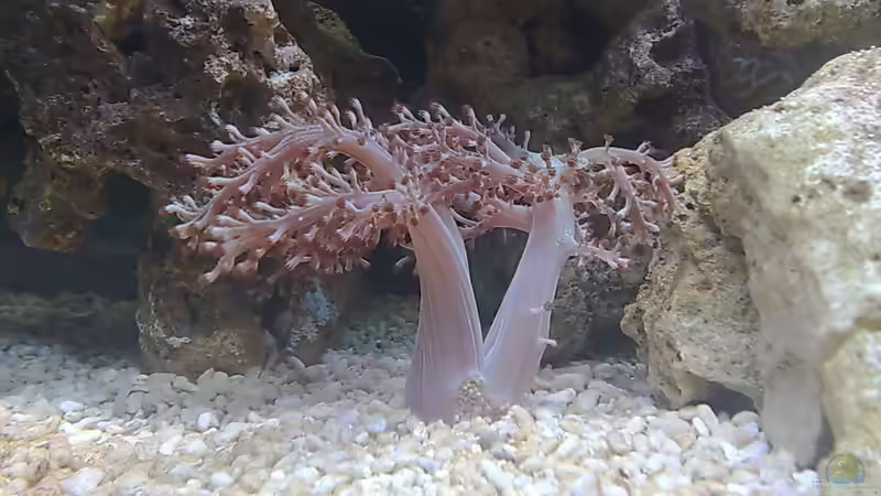 Pflanzen im Aquarium BIKINI BOTTOM von Spongebob (12)