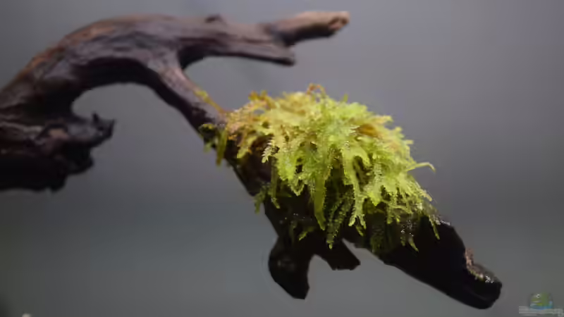 Pflanzen im Aquarium Billabong on a rainy day (existiert so nicht mehr) von Junglist (13)