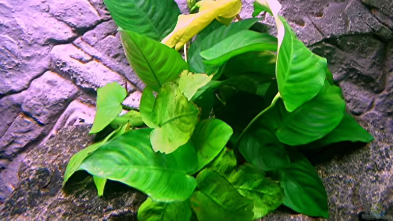 Pflanzen im Aquarium Bilskirnir von T H O R (23)