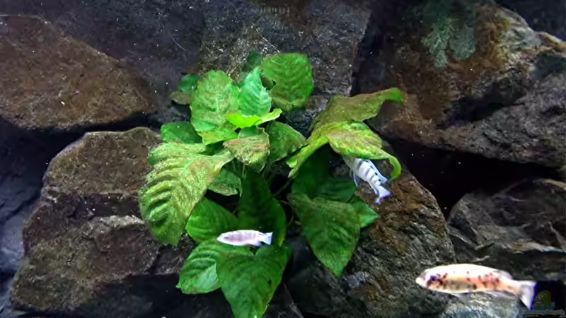 Pflanzen im Aquarium Bilskirnir von T H O R (25)